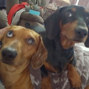 Meet your Posher, Kari